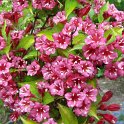 Weigela x 'Rubis d'Or' fleur